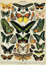 Butterflies Flat Wrap