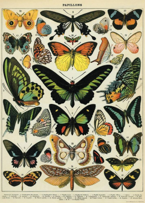 Butterflies Flat Wrap