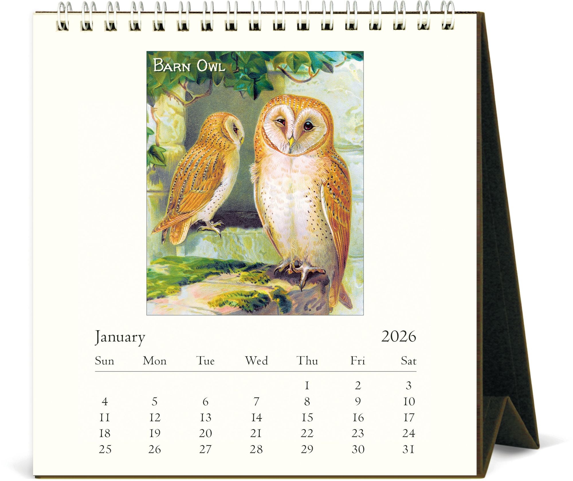2026 Cavallini Owls Desk Calendar - Image 2
